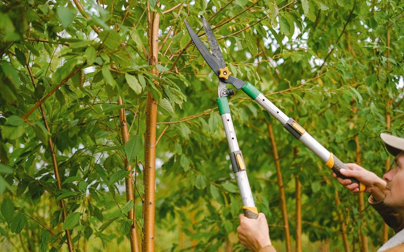 Tree trimming in Steele, ND