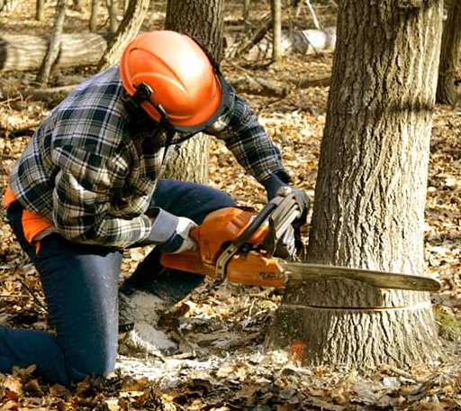 Tree Removal in Steele, ND